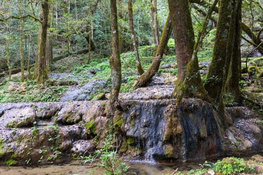 Waterfall in the forrest in the Park known as El Cielo, in the Mexican State of Tamaulipas