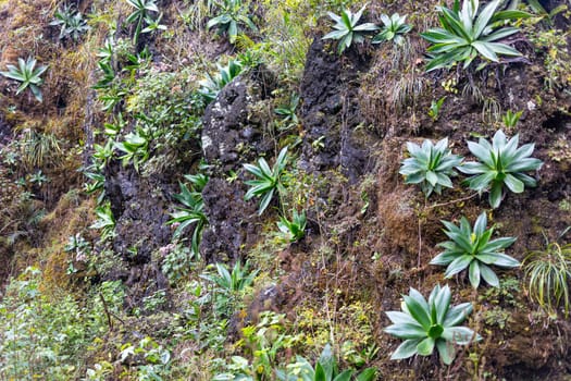 The Vegetation growing on the rocky hills of El Cielo, Tamaulipas, Mexico