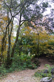 A trail in the forrest atop the mountains in El Cielo, Tamaulipas, Mexico