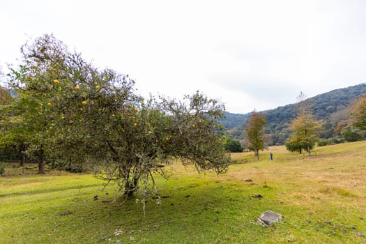 Orange tree in a valley in the mountains at el Cielo, Tamaulipas, Mexico