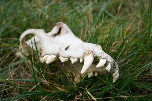 Skull of a Wolf on a meadow at the river Elbe near Magdeburg in Germany