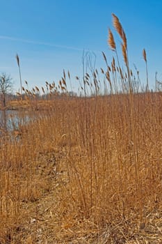 Tall grass Prairie by a pond in the Midewin National Tallgrass Prairie in Wilmington, Illinois