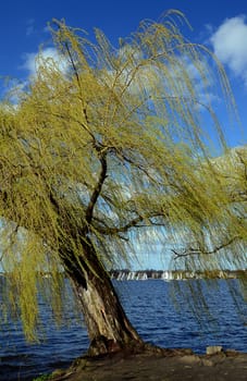 Willow