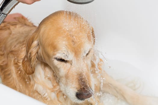 A dog taking a shower with soap and water
