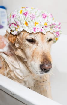 A dog taking a shower with soap and water