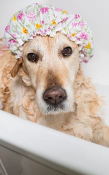 A dog taking a shower with soap and water