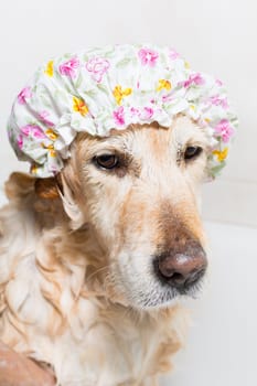 A dog taking a shower with soap and water