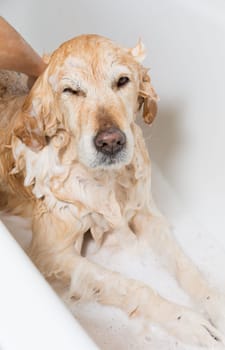 A dog taking a shower with soap and water