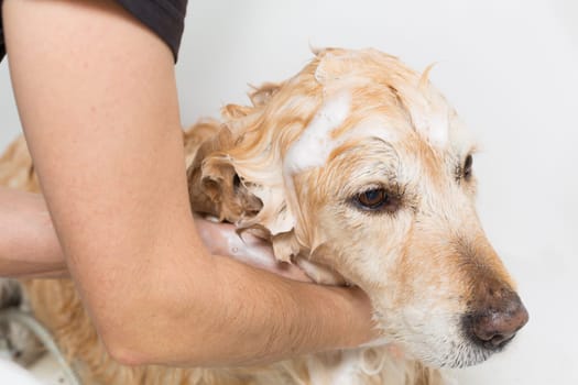 A dog taking a shower with soap and water