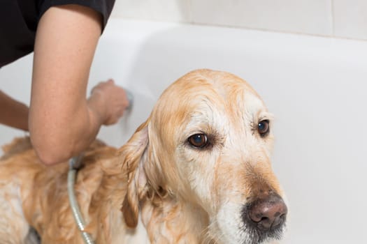 A dog taking a shower with soap and water
