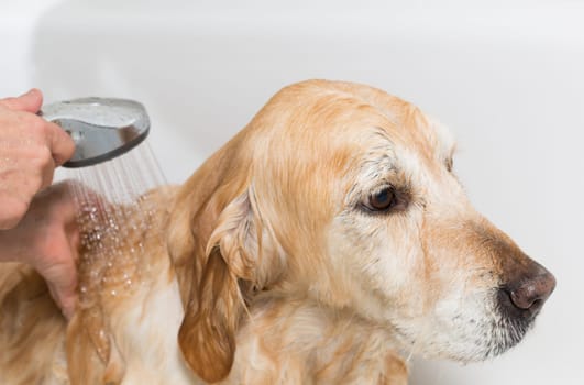 A dog taking a shower with soap and water