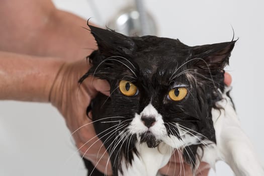 Bath or shower to a Persian breed cat