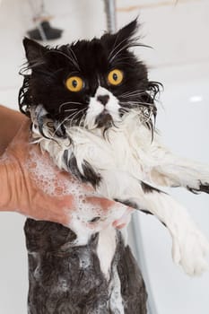 Bath or shower to a Persian breed cat