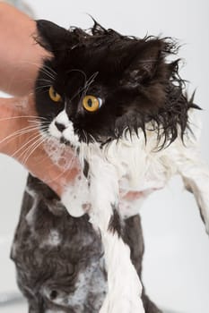 Bath or shower to a Persian breed cat