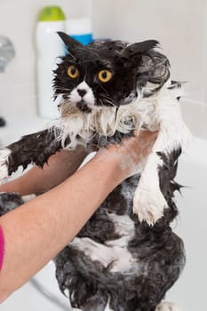 Bath or shower to a Persian breed cat