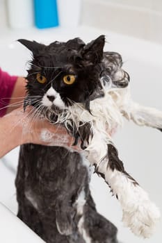 Bath or shower to a Persian breed cat