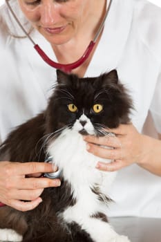 Auscultation beautiful Persian cat veterinary clinic