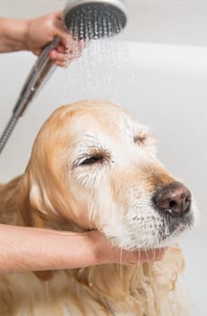 Relaxing bath foam to a Golden Retriever dog