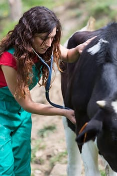 Veterinary on a farm performing a physical examination in a cow