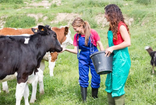 Veterinary on a farm performing a physical examination in a cow