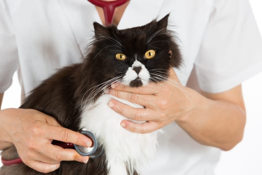 Auscultation beautiful Persian cat veterinary clinic