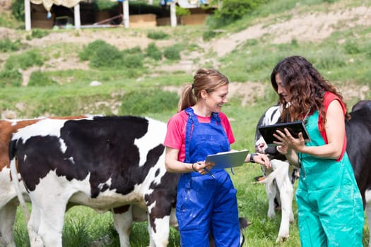 Veterinary on a farm performing a physical examination in a cow