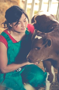 Veterinary on a farm performing a physical examination in a cow