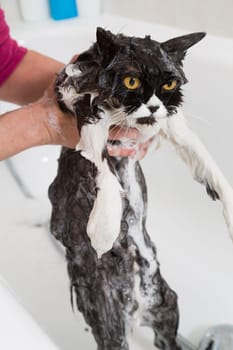 Bath or shower to a Persian breed cat