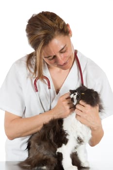 Auscultation beautiful Persian cat veterinary clinic