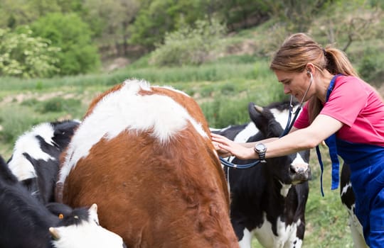 Veterinary on a farm performing a physical examination in a cow