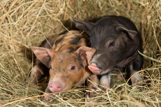 Pigs on a farm resting on a bale of straw