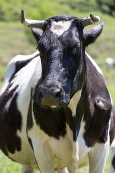 Friesian cows grazing in a green green meadows