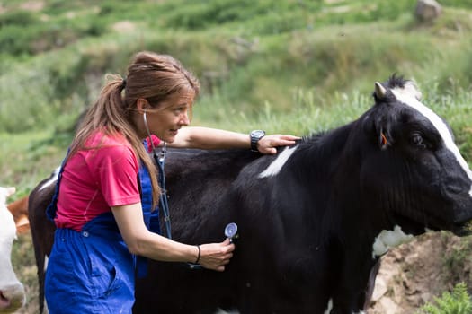 Veterinary on a farm performing a physical examination in a cow