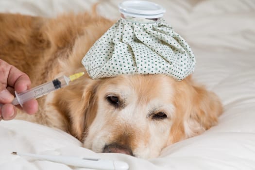 Golden Retriever Dog cold convalescing in bed