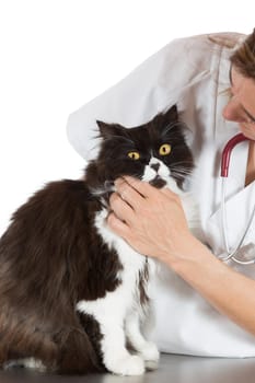 Auscultation beautiful Persian cat veterinary clinic