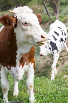 Friesian cows grazing in a green green meadows