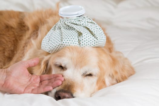 Golden Retriever Dog cold convalescing in bed