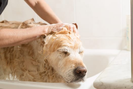 A dog taking a shower with soap and water