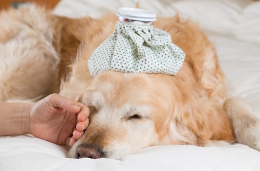 Golden Retriever Dog cold convalescing in bed