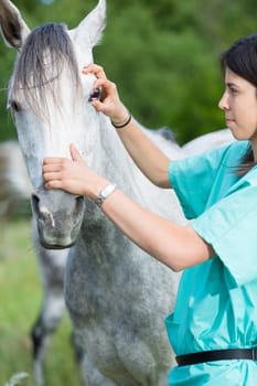 Veterinary great performing a scan to a young mare