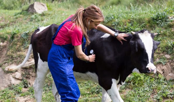Veterinary on a farm performing a physical examination in a cow
