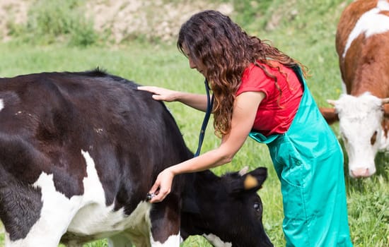 Veterinary on a farm performing a physical examination in a cow