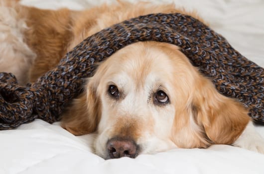 Golden Retriever Dog cold convalescing in bed