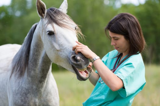 Veterinary great performing a scan to a young mare