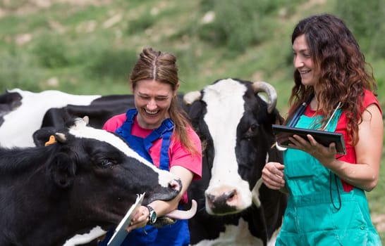 Veterinary on a farm performing a physical examination in a cow