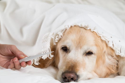 Golden Retriever Dog cold convalescing in bed