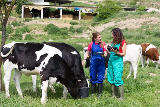 Veterinary on a farm performing a physical examination in a cow