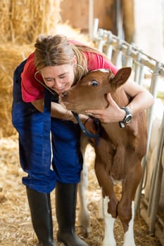 Veterinary on a farm performing a physical examination in a cow