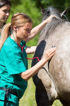 Veterinary great performing a scan to a young mare