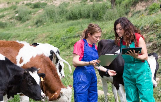 Veterinary on a farm performing a physical examination in a cow
